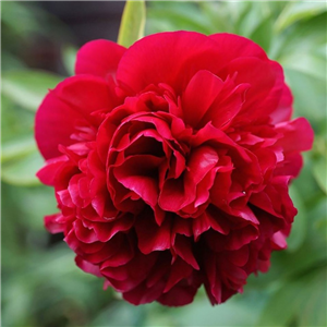 Paeonia 'Red Double'